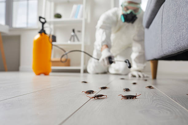 Commercial Kitchen Cockroach Control in East Sparta